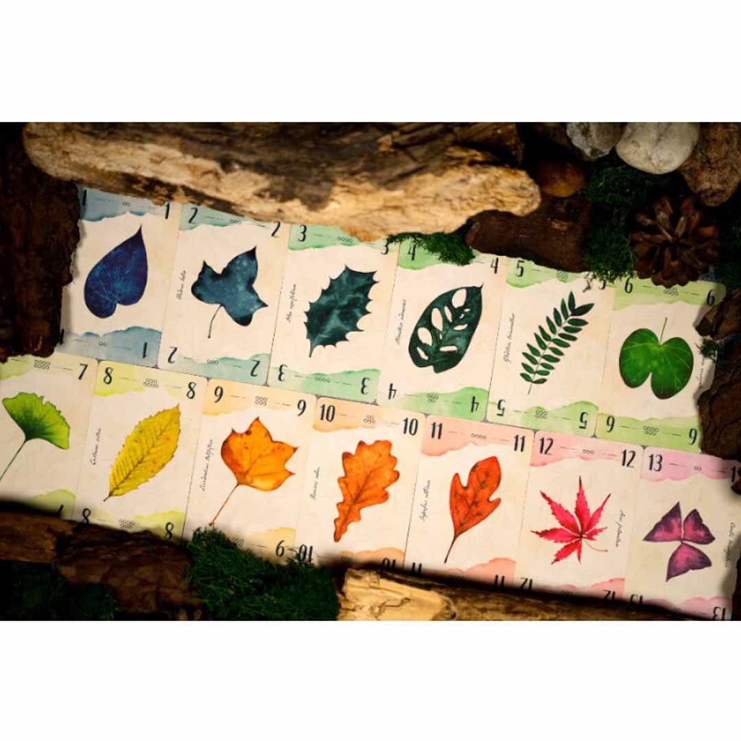 13 Leaves